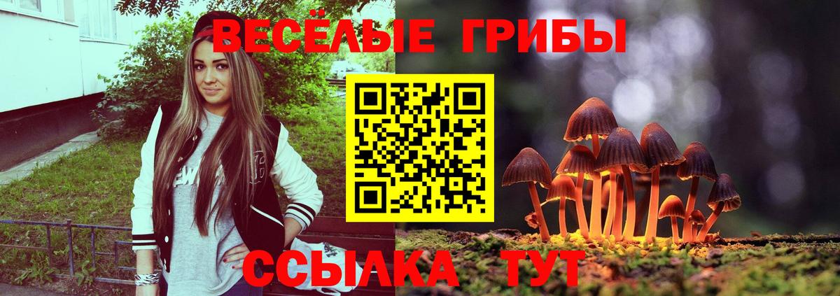 Донской  Галлюциногенные грибы Cubensis  Вход с VPN 